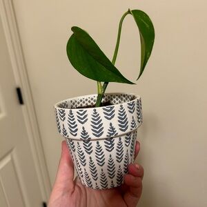 Small-Medium Potted plant *PICKED AT RANDOM*